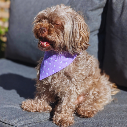 Shihpoo dog sitting on garden seat wearing lilac polka dot reversible bandana, eco-friendly handmade pet accessory - The Jazzy Pooch