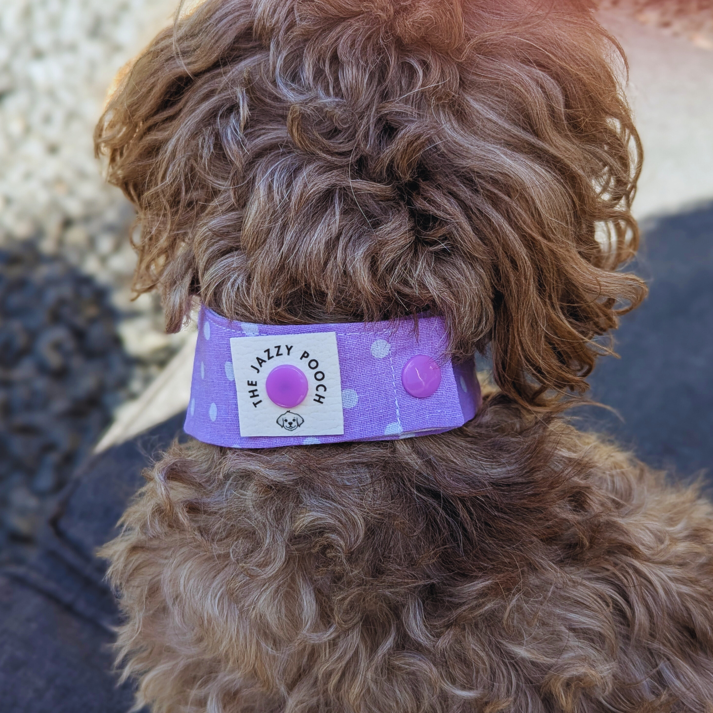 Shihpoo dog modelling sustainable dog bandana showing The Jazzy Pooch branded label detail and quality craftsmanship - The Jazzy Pooch