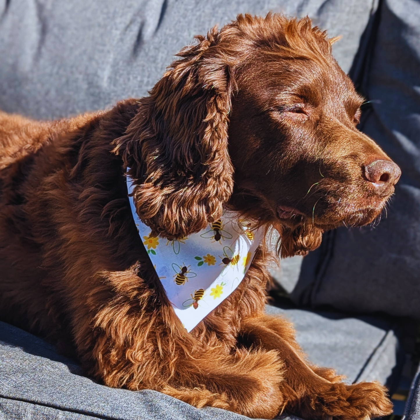 Sprocker spaniel dog relaxing on sun lounger wearing nature-inspired honeybee bandana, eco-friendly handmade pet accessory - The Jazzy Pooch