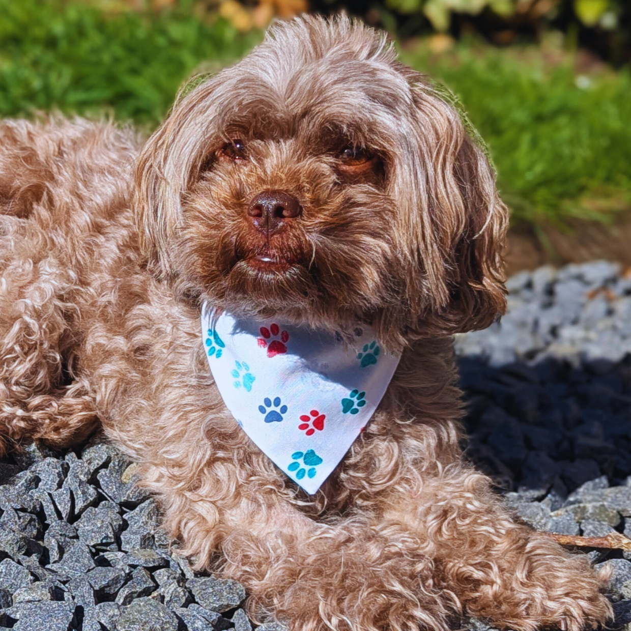 Shihpoo dog wearing playful pawprint bandana in garden setting, eco-friendly reversible handmade pet accessory - The Jazzy Pooch