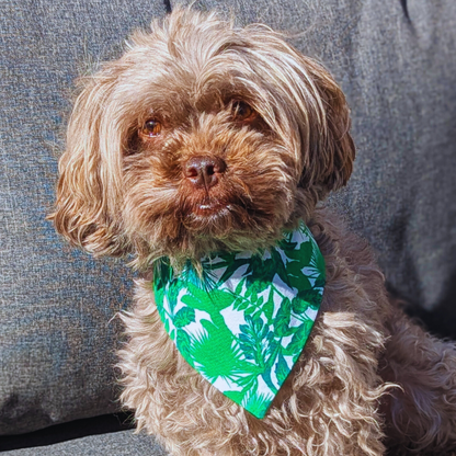 Shihpoo dog sitting on garden lounger wearing vibrant jungle leaf bandana, eco-friendly handmade pet accessory - The Jazzy Pooch