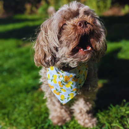 Shihpoo dog in garden setting wearing cheerful oranges and lemons reversible bandana, eco-friendly handmade pet accessory - The Jazzy Pooch