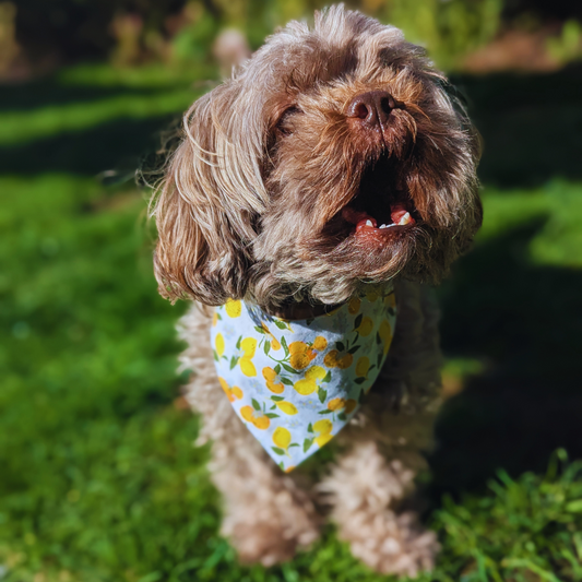 Shihpoo dog in garden setting wearing cheerful oranges and lemons reversible bandana, eco-friendly handmade pet accessory - The Jazzy Pooch