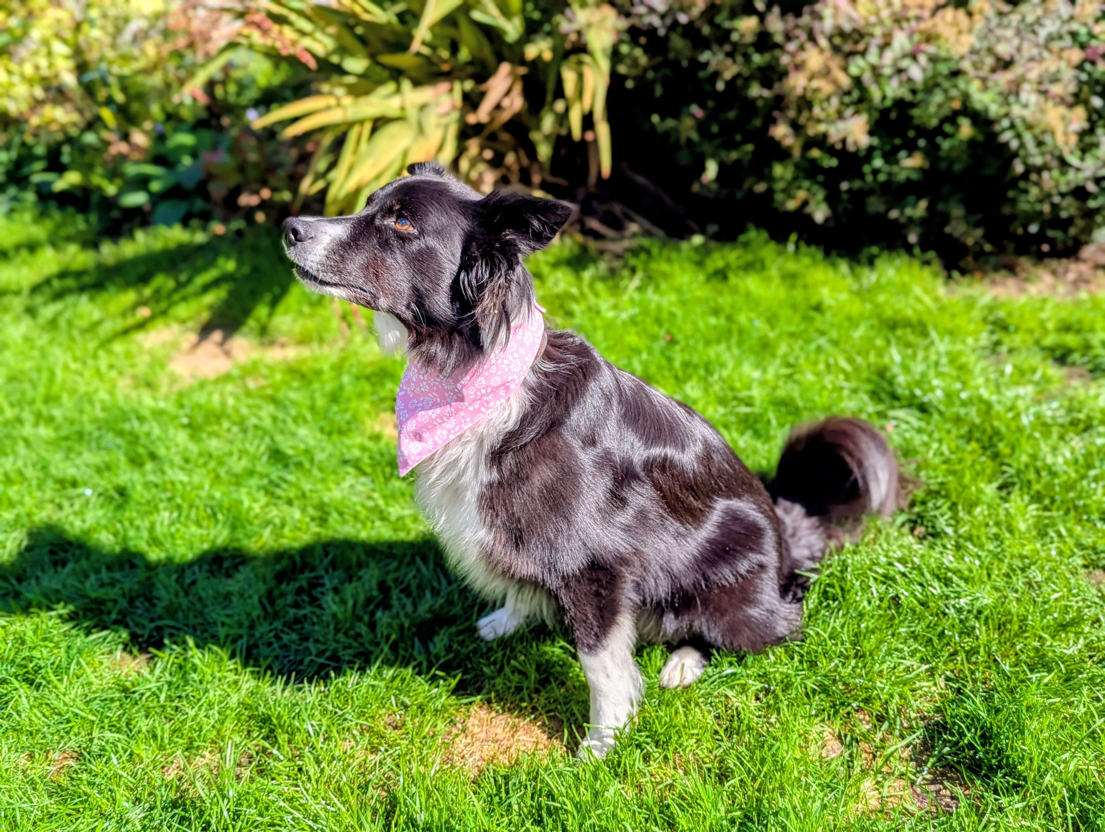 Border collie dog wearing a pink bandana standing on grass with bushes in the background