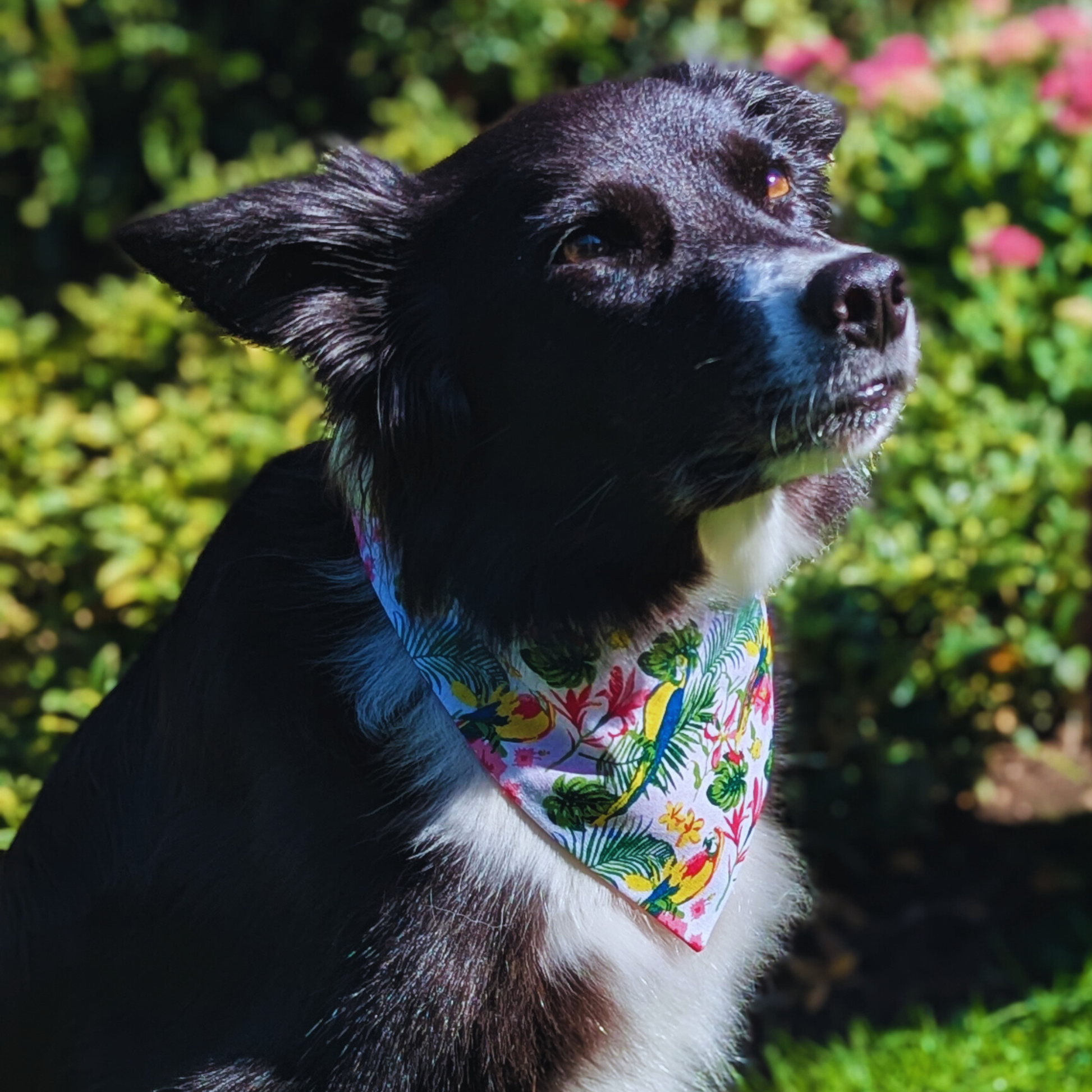 Border collie dog wearing tropical parrot print bandana in natural garden setting, eco-friendly reversible pet accessory - The Jazzy Pooch