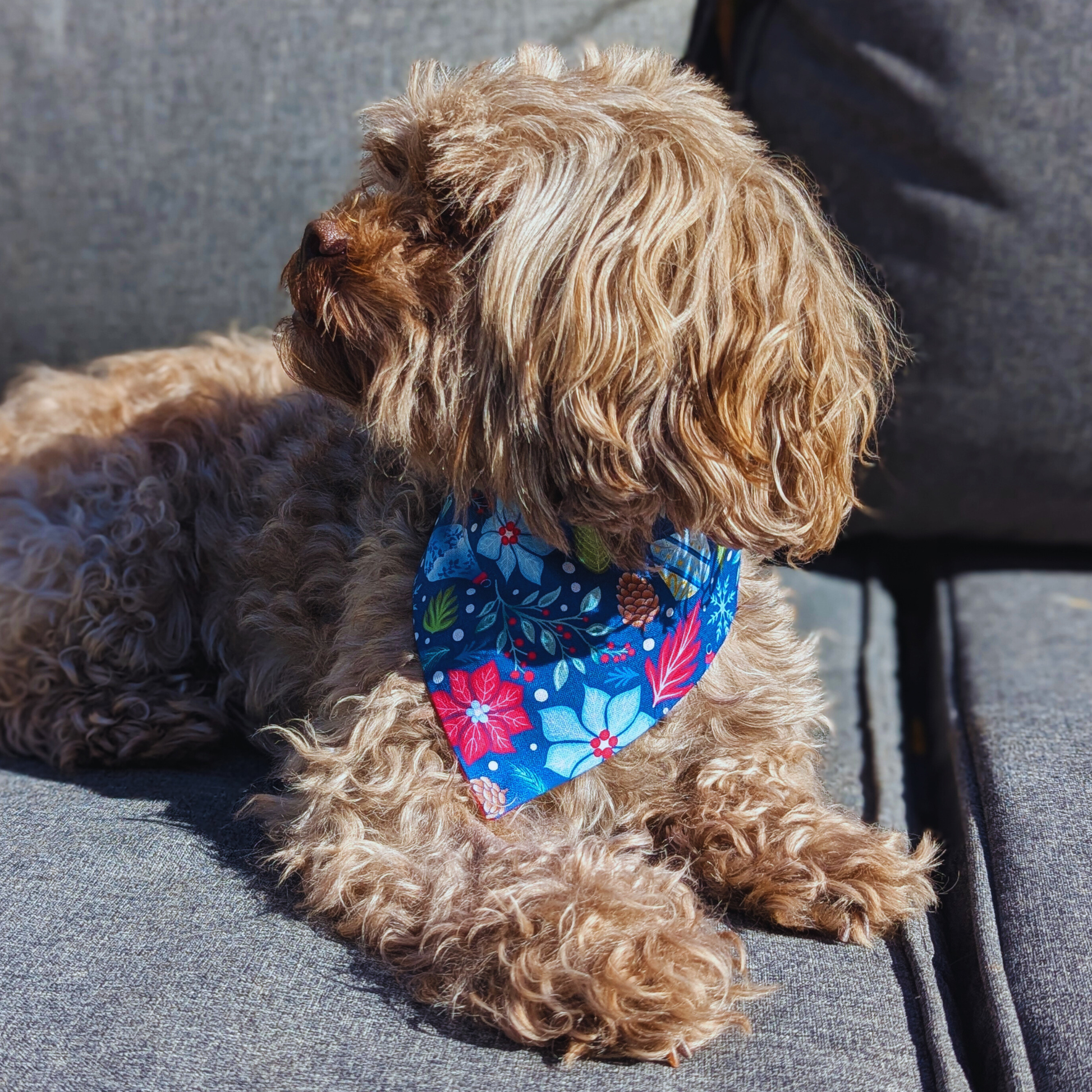Shihpoo dog sitting on garden lounger wearing festive poinsettia and baubles Christmas bandana, eco-friendly handmade pet accessory - The Jazzy Pooch