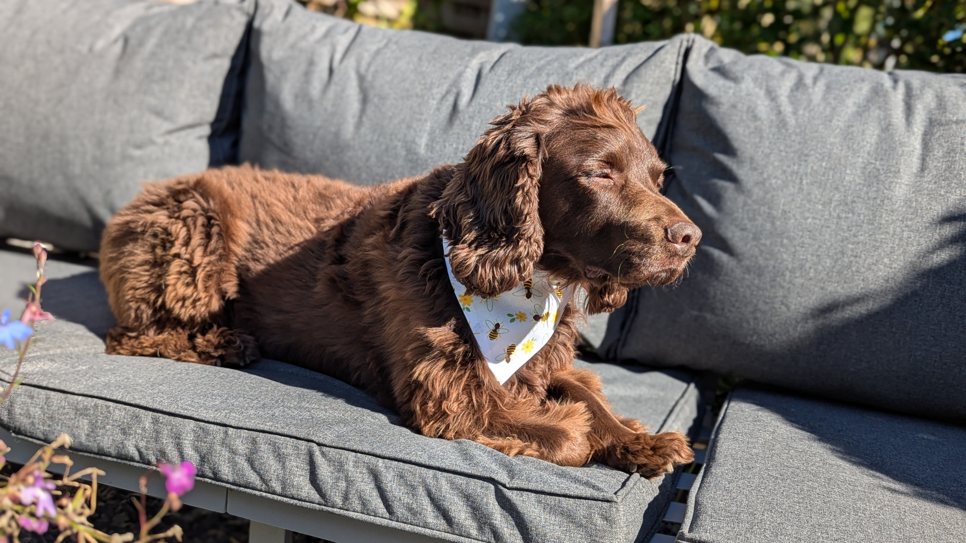 Brown dog wearing a bandana sitting on a gray outdoor sofa with flowers in the foreground.