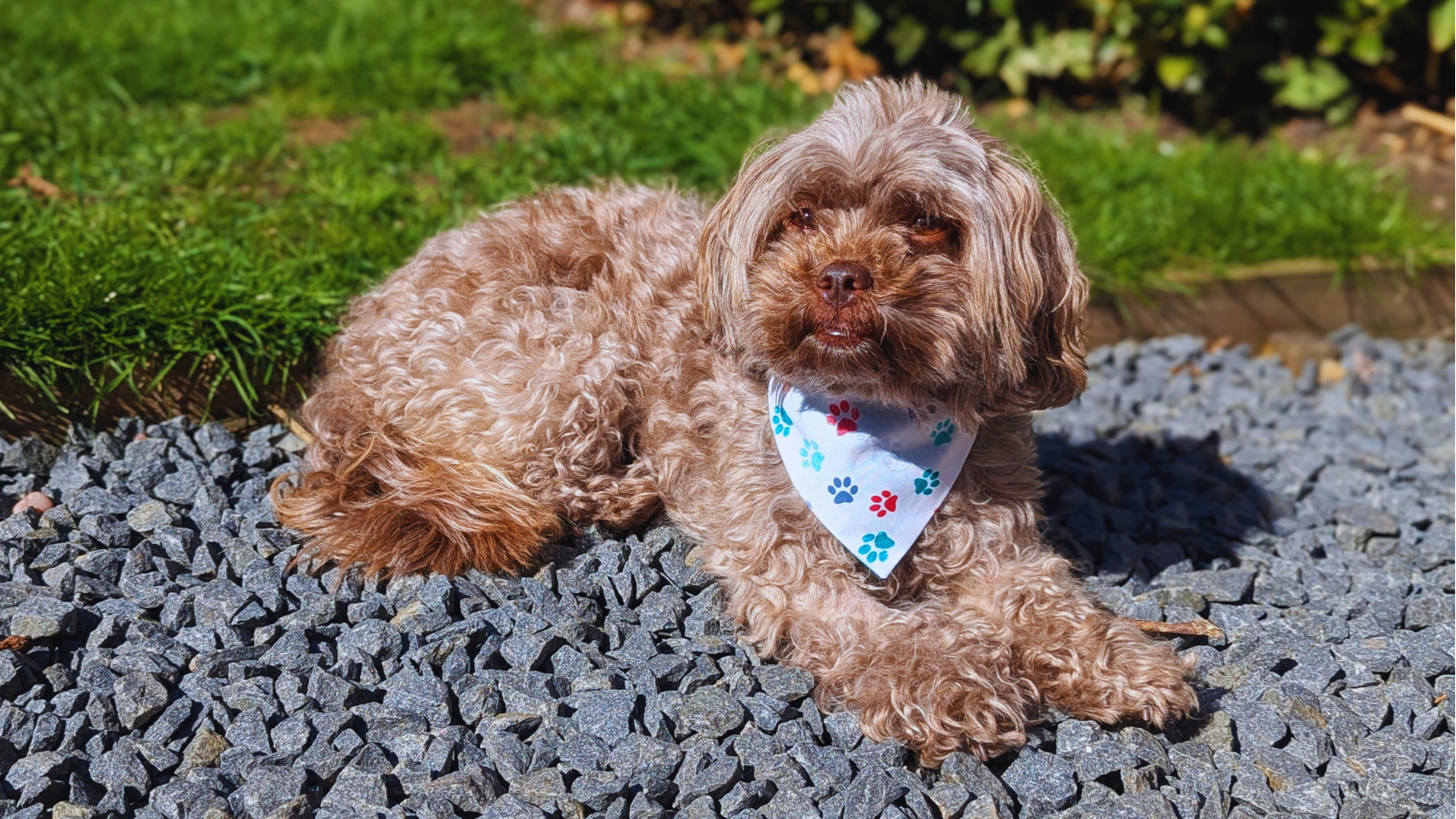 Small brown dog wearing a bandana sitting on a stone path with grass in the background